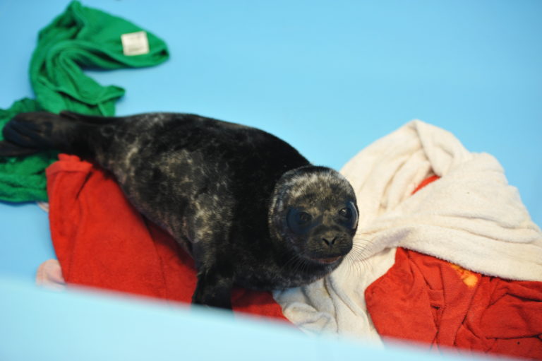 CoExist: Каждую нерпу узнаем по окраске