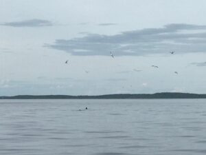 В погоне за осенней нерпой