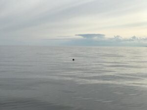 В погоне за осенней нерпой