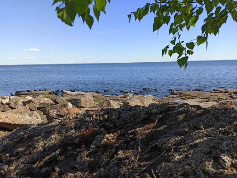 Сезон фотоидентификации на Ладожском озере начался! Несмотря на все трудности, связанные с планированием и запуском экспедиции в условиях пандемии Covid-19 в Ленинградской области и Республике Карелия, российская команда CoExist смогла выполнить все необходимые требования официальных властей, получить разрешения на полевые работы и безопасно доставить три группы наблюдателей на отдаленные острова озера. Там в течение следующего месяца они будут собирать изображения находящейся под угрозой исчезновения ладожской кольчатой нерпы, изучать особенности использования ими залежек в связи с факторами окружающей среды и вести мониторинг численности тюленей в различных районах.