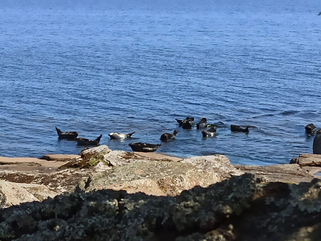 Проект CoExist финансируется Европейским союзом, Российской Федерацией и Финляндской Республикой в рамках Программы приграничного сотрудничества поддержки совместных проектов по внешним границам ЕС “Россия – Юго-Восточная Финляндия ПС 2014-2020”.