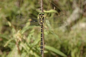 Cordulegaster boltonii Фото А.В. Куприянова