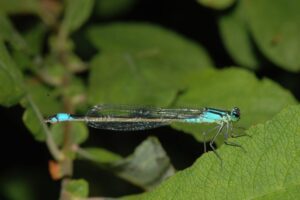 Ischnura elegans Фото А.В. Куприянова