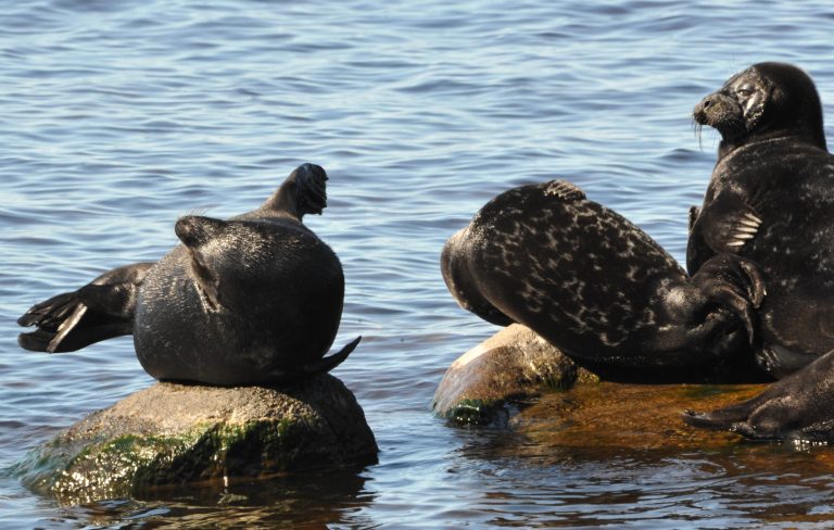 Сбор данных для фотоидентификации нерпы по Ладоге на этот сезон завершен. У нас было несколько очень плодотворных недель в июне, когда сотни тюленей залегали на камнях и были доступны нашим наблюдателям для фотографирования. Фотоловушки, установленные рядом с наиболее активно используемыми местами залежки, дополнили наши наблюдения, предоставив данные о суточной динамике использования нерпой залежек, а также изменениях в ее численности при различных погодных условиях. Ветреная погода в первых числах июля заставила тюленей покинуть острова и проводить большую часть своего времени в более глубоких водах. А нам пришло время упаковать наше оборудование и вернуться домой, чтобы погрузиться в увлекательный процесс анализа данных. Посмотрим, что нам удастся выяснить!