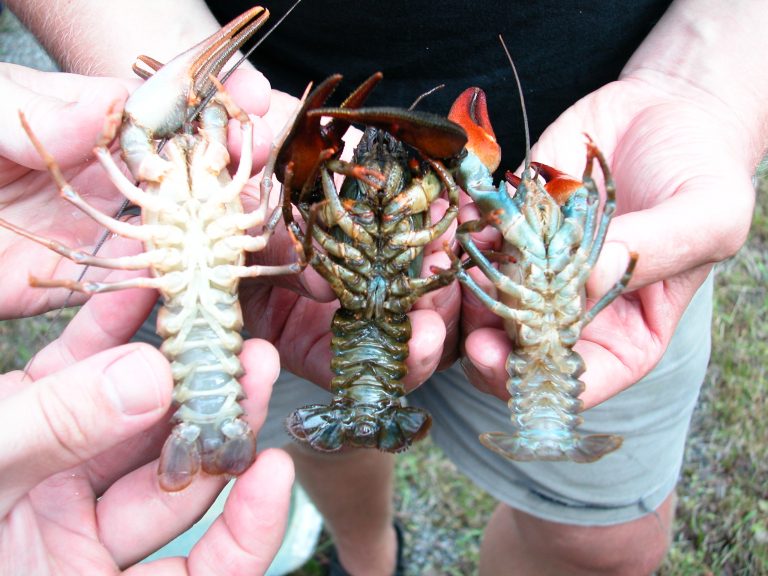 Сообщите нам о встречах американского сигнального рака в бассейне реки Вуоксы