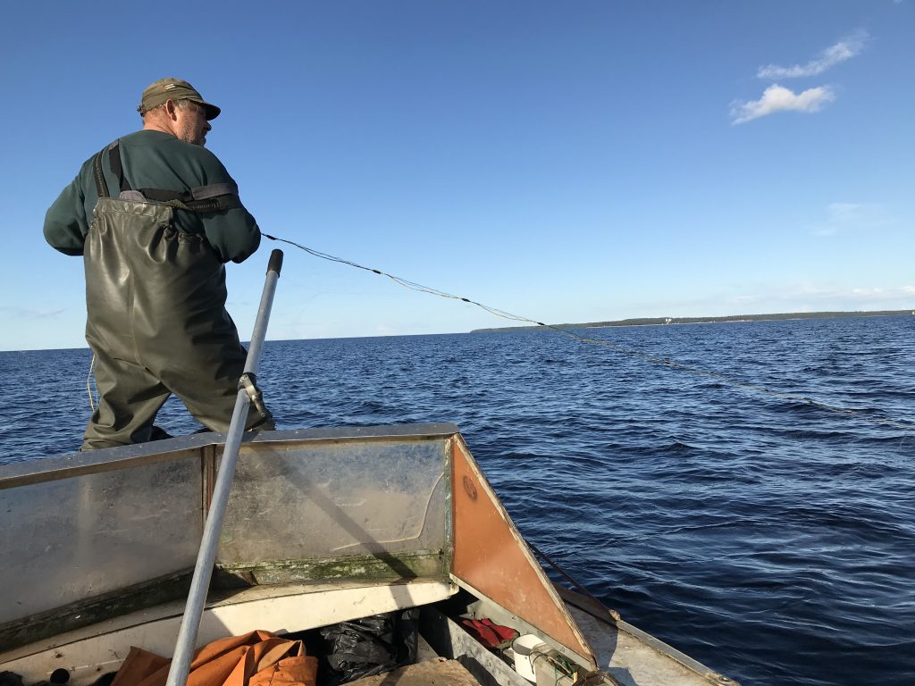 Изучение кормового поведения нерпы