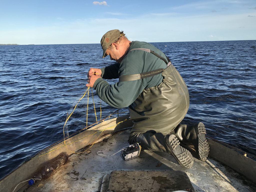 Изучение кормового поведения нерпы