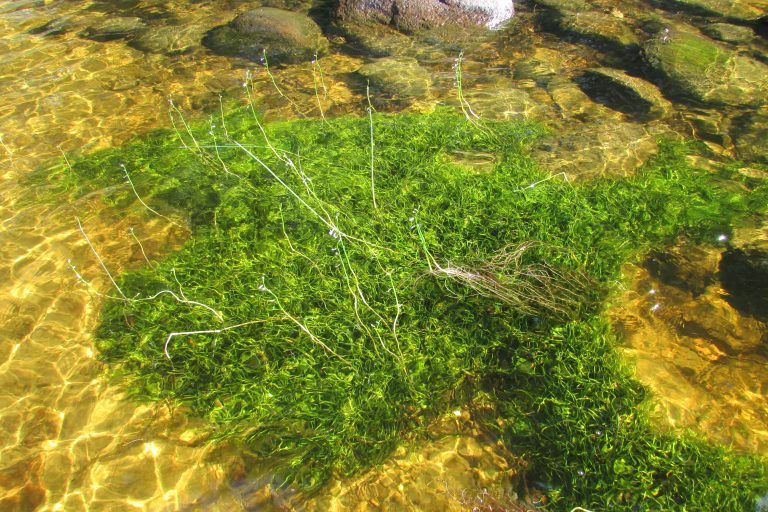 Ковёр из прибрежницы одноцветковой (Littorella uniflora), лобелии Дортманна (Lobelia dortmanna) и полушника колючеспорового (Isoëtes echinospora) на мелководье оз. Высокинское. Указанные виды растений занесены в Красную книгу РФ. Фото А.Ю. Дорониной