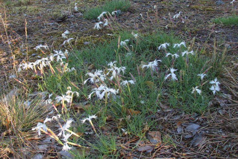 Гвоздика песчаная (Dianthus arenarius) в сосновом лесу на северном берегу оз. Высокинское. Фото А.Ю. Дорониной