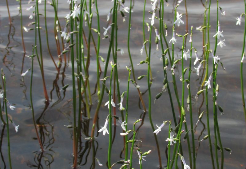 Лобелия Дортманна (Lobelia dortmanna) на мелководье оз. Высокинское. Фото А.Ю. Дорониной
