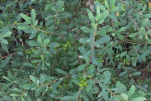 Восковник болотный (Myrica Gale) на берегу оз. Высокинской фото А.Ю. Дорониной