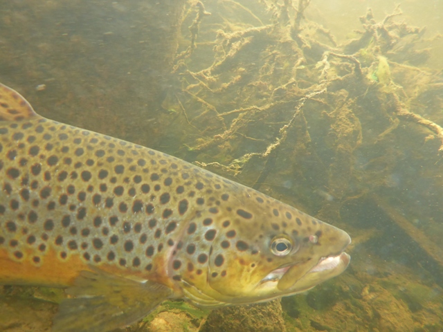 Старт проекта “Река течёт – жизнь идёт”