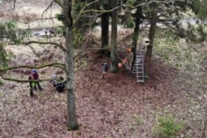 Гнездовья для сов размещаются летком в сторону открытых пространств