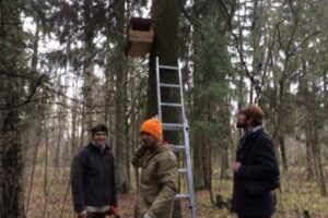 Размещение горизонтальных гнездовий в лесистой части Гатчинского парка