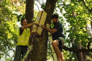 Развеска гнездовий тип "дымоход" в Зеленогорском парке культуры и отдыха