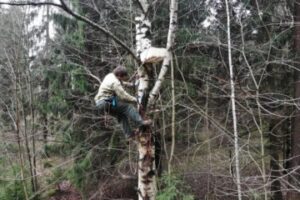 Развеску открытых гнездовий пришлось проводить с применением снаряжения альпинистов