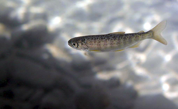 Помогите узнать больше об инвазивных рыбах Финского залива