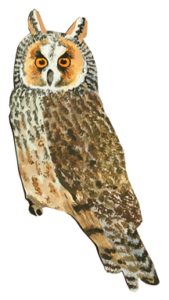 Серая неясыть (Strix aluco). Это сова среднего размера, чуть крупнее вороны. Окраска оперения пестрая с преобладанием серого или коричневого цвета. Она предпочитает старинные и смешанные леса, но часто встречается в старых парках. Неясыти не мигрируют и являются крайне территориальными птицами. Брачный период у неясытей обычно приходится на февраль. Самцы токуют, издавая вибрирующую трель. Пары обычно образуются на всю жизнь. Гнездятся в дуплах. Эти птицы охотятся ночью, пикируя с присады прямо на добычу, которую заглатывают целиком. Пищей неясытей являются мелкие грызуны, воробьиные птицы и даже другие совы.