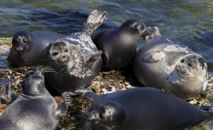 Ладожская кольчатая нерпа и рыбный промысел: почему возник конфликт?