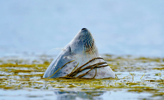 Морские млекопитающие голарктики