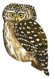 Болотная сова (Asio flammeus). Предпочитает открытые пространства – болота, луга, пустоши. Днём и в сумерках выслеживает добычу в полёте, с наступлением темноты чаще охотится с присады. Брачный период в феврале. Гнездо пара устраивает на земле. Птенцы вылупляются через месяц и уже через пару недель разбредаются и затаиваются вблизи гнезда. Родители их подкармливают. Спустя месяц совята становятся на крыло.