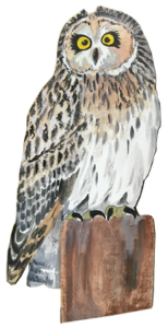 Ушастая сова (Asio otus). Ушастые совы часто селятся в парках. Гнездятся в старых гнездах вороны или сороки. Самка откладывает яйца в марте-апреле. Самец охраняет гнездо и приносит самке еду. Через месяц вылупляются птенцы. За ночь родители могут принести птенцам 12-15 грызунов. Совята быстро растут, но родители подкармливают их ещё около месяца. Ушастая сова активна ночью.