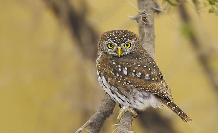 Стартует проект «Совы белых ночей»