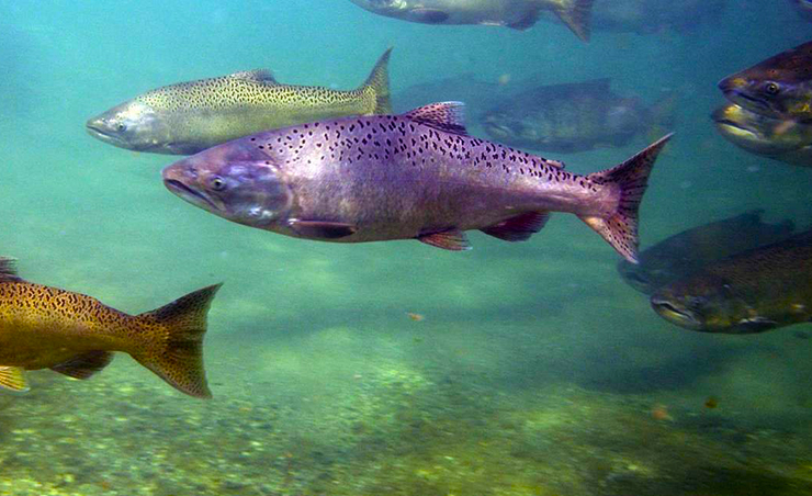 Изучение лосося