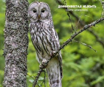 Плакат "Длиннохвостая неясыть".