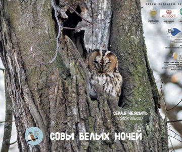 Плакат "Серая неясыть".