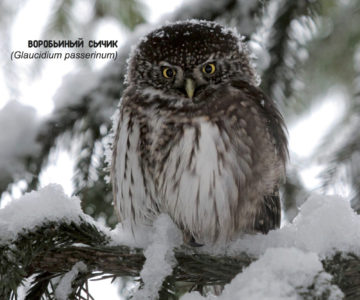 Плакат "Воробьиный сычик".