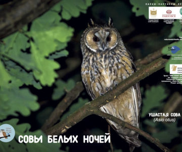 Плакат "Ушастая сова".