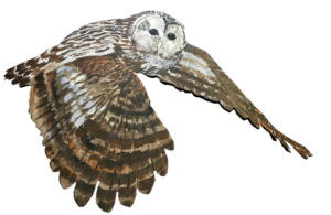 Воробьиный сычик (Glaucidium passerinum). Воробьиный сычик – самая маленькая из наших сов, это птица размером с дрозда. Самки весят около 70 г, а самцы 50-60 г, размах крыльев около 35 см. Он широко распространён в бореальных лесах северной и центральной Европы. Как и большинство наших сов, сычик живет оседло, не улетая на зиму. Воробьиный сычик активен в часы утренних и вечерних сумерок, но может быть активен и днём. Он охотится на полёвок, мышей, и небольших птиц – таких, как воробьи, зяблики и даже дрозды, которых он может ловить на лету. Обычно сычик поджидает жертву, сидя на присаде. Летом жертвами хищника могут стать крупные насекомые, ящерицы и лягушки. Перед зимой воробьиный сычик делает запасы пищи.