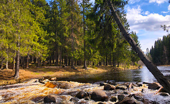 Что ловится в реке Вуоксе и связанных с ней водоёмах?