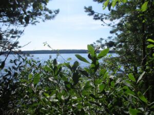 Восковник болотный (Myrica Gale) Фото И.В. Черепанова