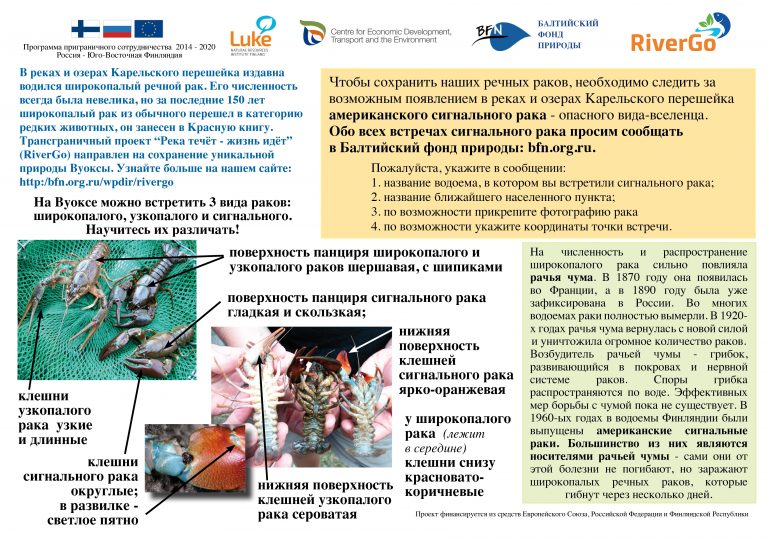 Сообщите нам о встречах американского сигнального рака в бассейне реки Вуоксы