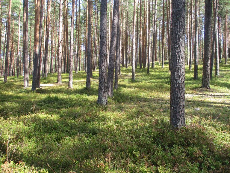 Сосняк-черничник. Фото А.Ю. Дорониной