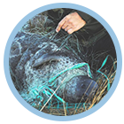 Сети для жизни