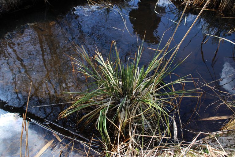 Рис. 11. Carex paniculata (осока метельчатая) – вид, занесенный в Красную книгу Ленинградской области (категория статуса – 3. VU)