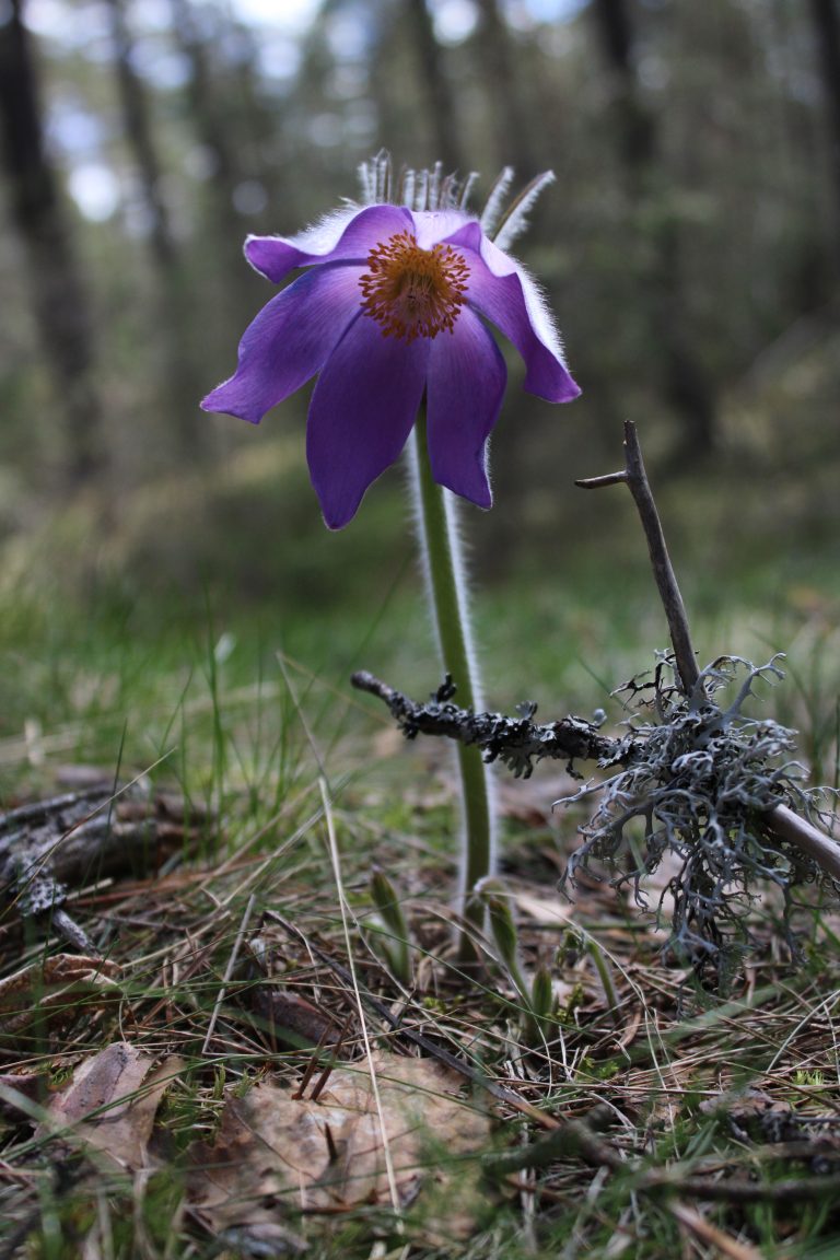 Рис. 3. Pulsatilla patens (прострел раскрытый) –  специализированный вид биологически ценных сосновых лесов, занесенный в Красную книгу Ленинградской области (категория статуса – 3. VU)