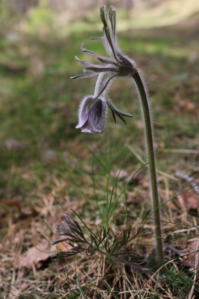 Рис. 4. Pulsatilla pratensis (прострел луговой)
– специализированный вид биологически ценных сосновых лесов, занесенный в Красную книгу Российской Федерации (категория статуса – 3, б)