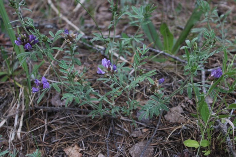 Рис. 4. Astragalus arenarius (астрагал песчаный) в урочище Липовые Горы