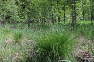 Рис. 15. Carex paniculata (осока метельчатая) на низинном болоте в верховьях долины р. Обла