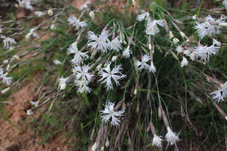 Рис. 9, 10. Dianthus arenarius (гвоздика песчаная)
на опушке сосняка ксерофитного в урочище Липовые горы