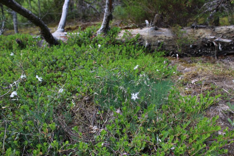 Рис. 9, 10. Dianthus arenarius (гвоздика песчаная)
на опушке сосняка ксерофитного в урочище Липовые горы