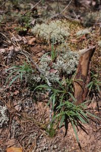 Рис. 7, 8. Gypsophila fastigiata (гипсолюбка пучковатая) на боровых пустошах в урочище Липовые горы