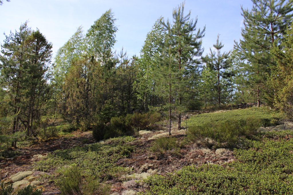 Рис. 2. Боровая пустошь и разреженный сосновый молодняк в верхней части склона камовой гряды