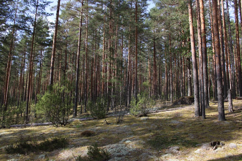 Рис. 1. Зрелый сосновый лес на вершине камовой гряды