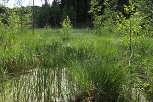 Рис. 14. Истоки р. Обла