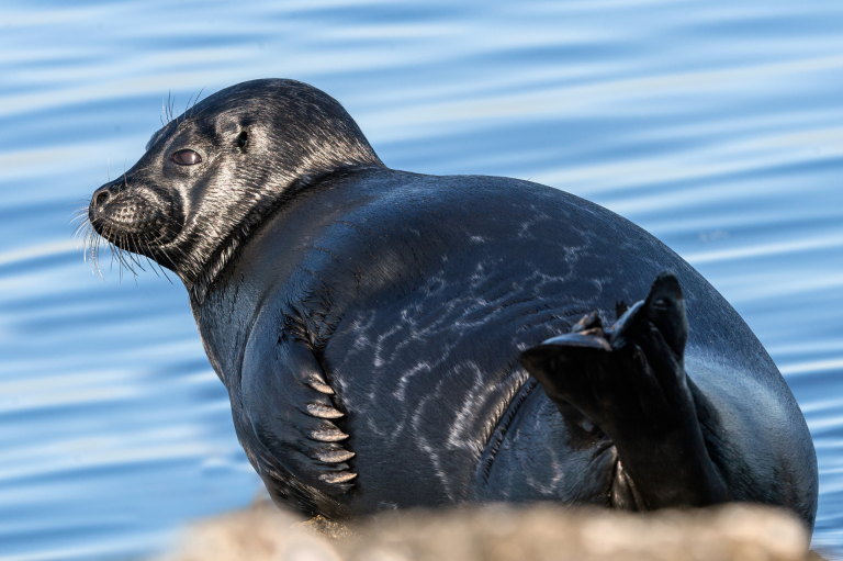 Балтийская кольчатая нерпа (Pusa hispida botnica)
